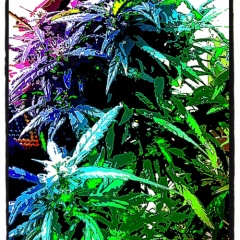 AL Greens