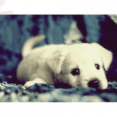 Andrey
