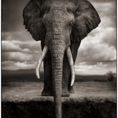 Animal!