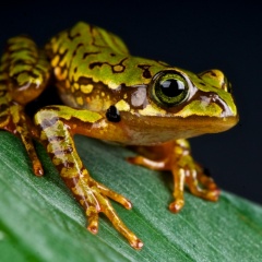 Boophis