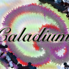 Caladium!