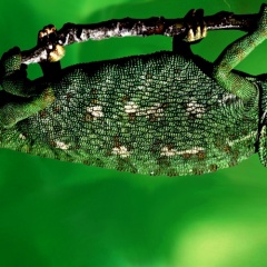 Chamaeleon