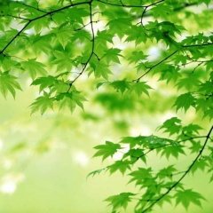 Chlorophyll