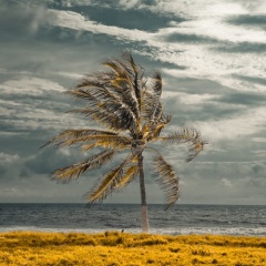 W.Costa
