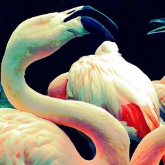 Flamingo Fetish