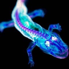 FloFasterFrets