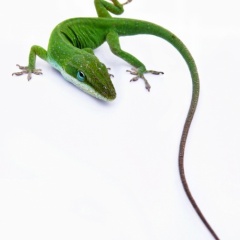 ILLEGAL LIZARD