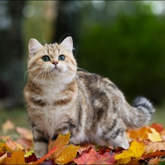 Imagine Cat