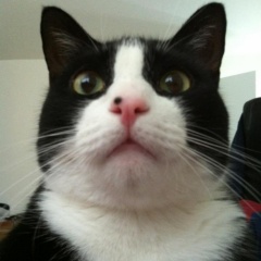 Mittens