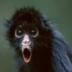 monkeybrainsushi