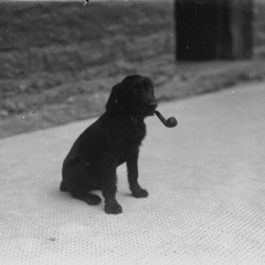 Mr.Dog