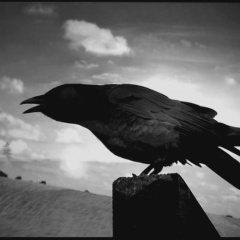 New Raven