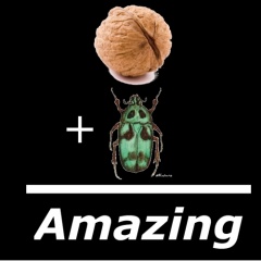 Nut Bug