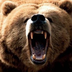 Oso