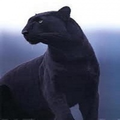 Panther72