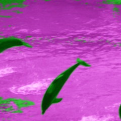 Purple Dolphin