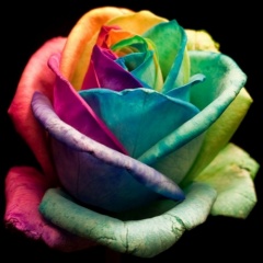 Rosebud+