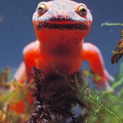 Salamander