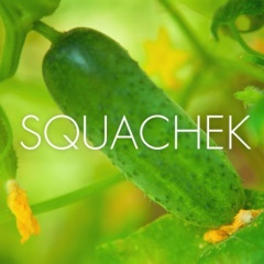 Squachek