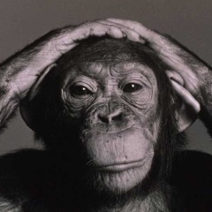Wildchimp